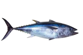 تونة الزعنفة الصفراء